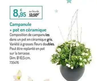 Campanule + Pot En Céramique