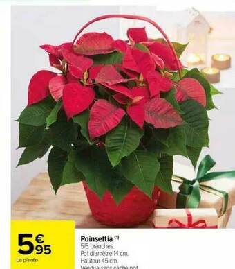 Carrefour Market Poinsettia offre