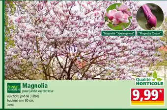 Norma FINEST GARDEN Magnolia offre