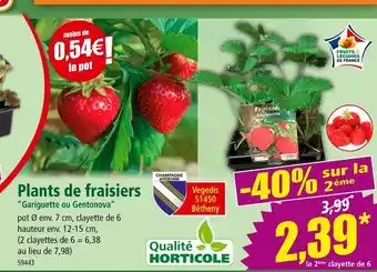 Norma Plants de fraisiers Gariguette ou Gentonova offre