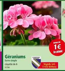Géraniums lierre simple