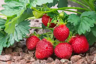 Jardiland INVIVO Nous on sème Bar à fraises BIO INVIVO Nous on sème offre