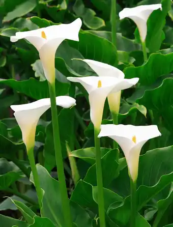 Jardiland Arum blanc offre