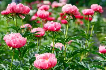 Jardiland ECLOZ Pivoine herbacée ECLOZ offre