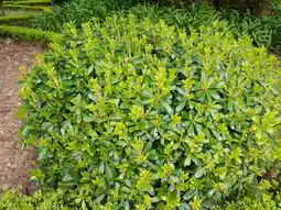 Jardiland Pittosporum nain de Chine offre