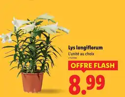 Lidl Lys longiflorum offre