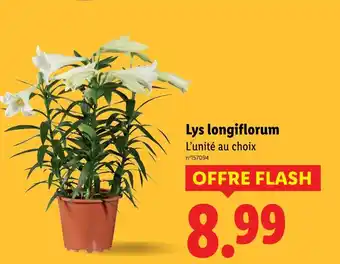 Lidl Lys longiflorum offre