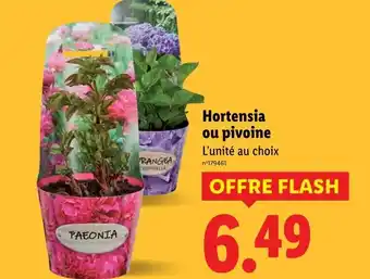 Lidl Hortensia ou pivoine offre