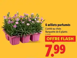 Lidl 6 œillets parfumés offre