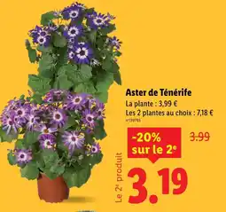 Lidl Aster de Ténérife offre