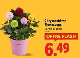 Lidl Chrysanthème flowerpops offre