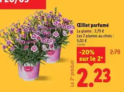 Lidl TNK Œillet parfumé offre