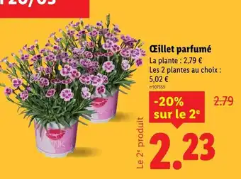 Lidl TNK Œillet parfumé offre