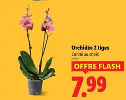 Lidl Orchidée 2 tiges offre