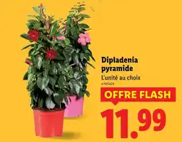 Lidl Dipladenia pyramide offre