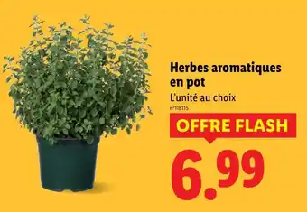 Lidl Herbes aromatiques en pot offre