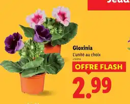 Lidl Gloxinia offre