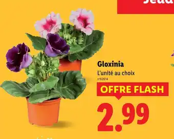 Lidl Gloxinia offre