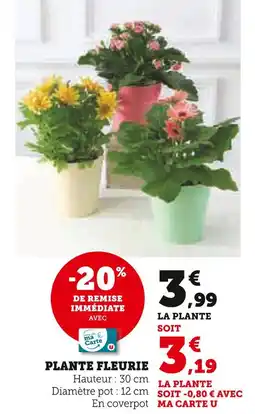 U Express Plante fleurie offre