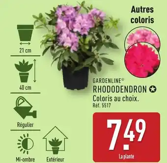 ALDI GARDENLINE® Rhododendron offre