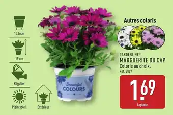 ALDI GARDENLINE® Marguerite du cap offre