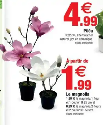 Bazarland Le magnolia offre