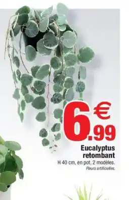 Bazarland Eucalyptus retombant offre