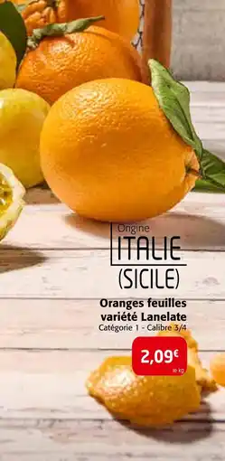 Colruyt Oranges feuilles variété Lanelate offre