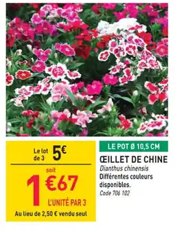 RAGT Jardin & Maison Œillet de chine offre