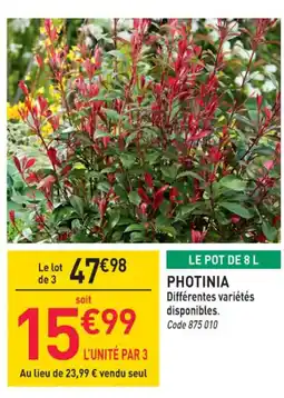 Photinia