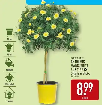 ALDI GARDENLINE Anthemis marguerite sur tige offre