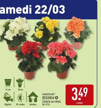 ALDI GARDENLINE Bégonia offre