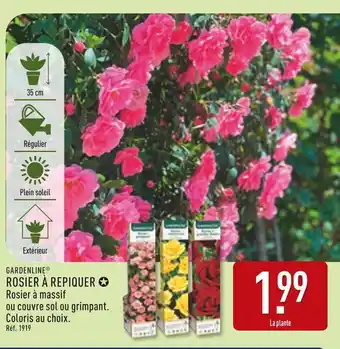 ALDI Gardenline Rosier à repiquer offre