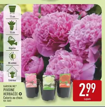 ALDI GARDENLINE Pivoine herbacée offre