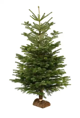 Match Sapin nordmann offre
