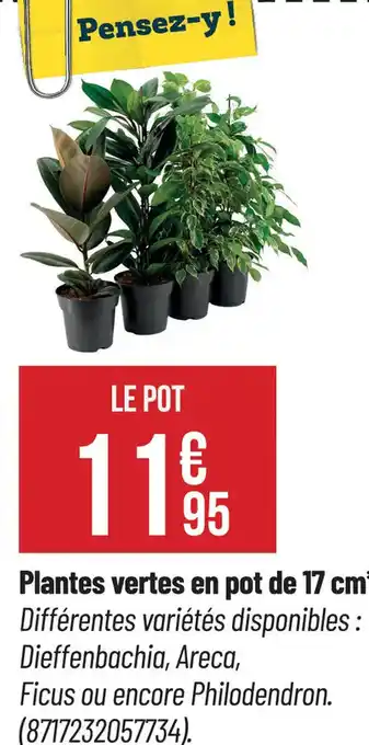 Bricorama lantes vertes en pot de 17 cm offre