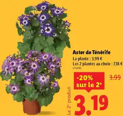 Lidl Aster de Ténérife offre