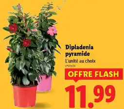 Lidl Dipladenia pyramide offre