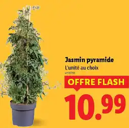 Lidl Jasmin pyramide offre