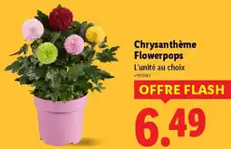 Lidl Chrysanthème Flowerpops offre