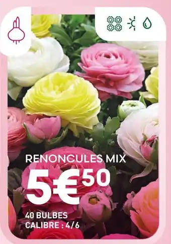 Ma Jardinerie Renoncules Mix offre