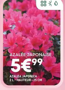 Ma Jardinerie Azalée Japonaise offre