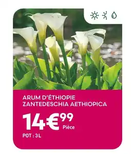 Ma Jardinerie Arum d'Éthiopie Zantedeschia Aethiopica offre