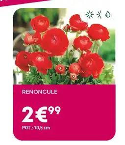 Ma Jardinerie Renoncule offre