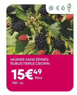 Ma Jardinerie Mûrier sans épines Rubus Triple Crown offre