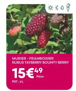 Ma Jardinerie Mûrier - framboisier Rubus Tayberry Bounty Berry offre