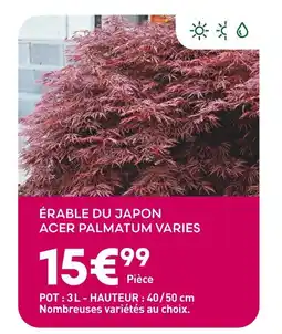 Ma Jardinerie Érable du Japon Acer PalmatumVaries offre