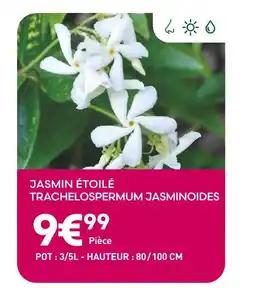 Ma Jardinerie Jasmin étoilé Trachelospermum Jasminoides offre