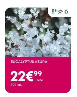 Ma Jardinerie Eucalyptus Azura offre