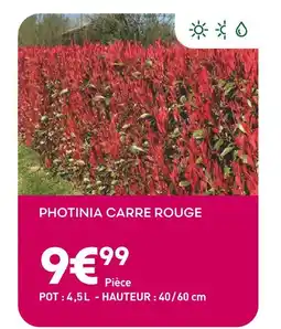 Ma Jardinerie Photinia Carré Rouge offre